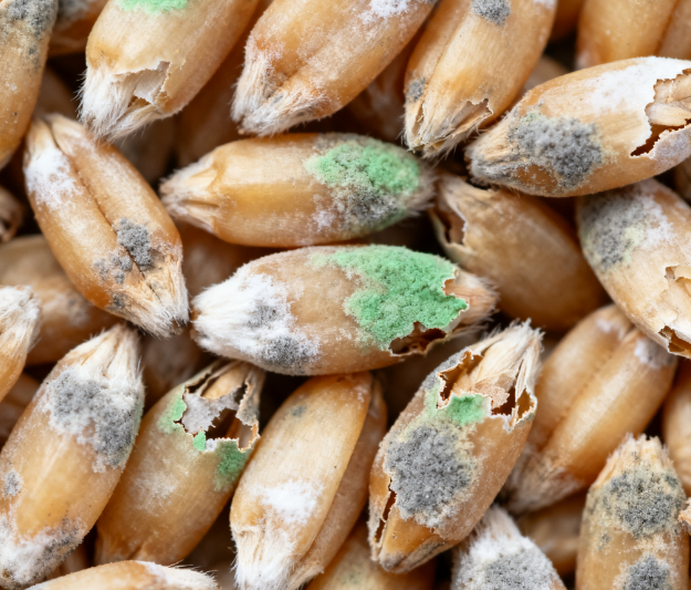 高校實驗室用：LD-LZ1真菌毒素檢測儀，熒光定量技術(shù)適配教學(xué)科研